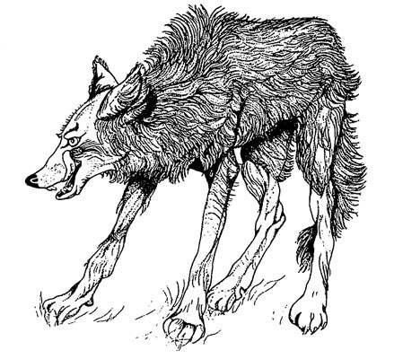 Wolf - Tusche auf Papier